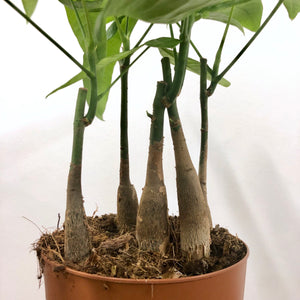 Pachira aquatica, 17cm Pot