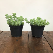Load image into Gallery viewer, Sedum Morganianum - Burro’s Tail, 11cm Pot
