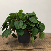 Load image into Gallery viewer, Peperomia Rana Verde, 17cm Pot
