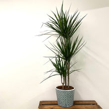 Load image into Gallery viewer, Dracaena Marginata - Dragon Tree, 24cm Pot
