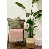 Strelitzia Nicolai - Bird of Paradise, 24cm Pot