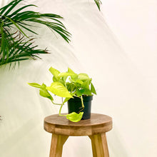 Load image into Gallery viewer, Epipremnum Aureum - Neon, 12cm Pot
