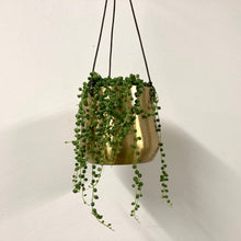 Load image into Gallery viewer, Senecio Rowleyanus - String of Pearls, 12cm Pot
