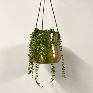Senecio Rowleyanus - String of Pearls, 12cm Pot