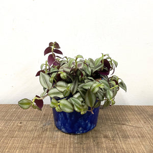 Tradescantia Zebrina ‘Violet Hill’, 12cm Pot