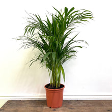 Load image into Gallery viewer, Dypsis Lutescens - Areca Palm, 21cm Pot

