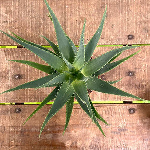 Aloe Arborescens, 12cm Pot