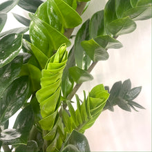 Load image into Gallery viewer, ZZ plant - Zamioculcas Zamiifolia, 21cm Pot
