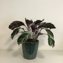 Load image into Gallery viewer, Calathea White Fusion, 14cm Pot
