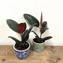 Load image into Gallery viewer, Ficus Abidjan - Rubber Plant, 14cm Pot
