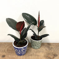 Ficus Abidjan - Rubber Plant, 14cm Pot