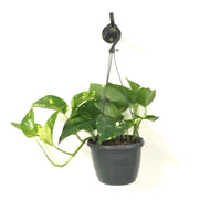 Epipremnum Aureum - Golden Pothos, 14cm Hanging Pot