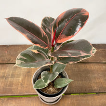 Load image into Gallery viewer, Ficus Belize - Variegated Rubber Plant, 12cm Pot
