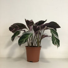 Load image into Gallery viewer, Calathea White Fusion, 14cm Pot
