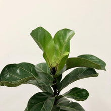 Load image into Gallery viewer, Ficus lyrata - Fiddle Leaf Fig, 12cm Pot
