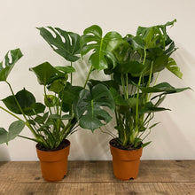 Load image into Gallery viewer, Monstera Deliciosa - Swiss Cheese Plant, 21cm Pot
