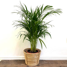 Load image into Gallery viewer, Dypsis Lutescens - Areca Palm, 21cm Pot
