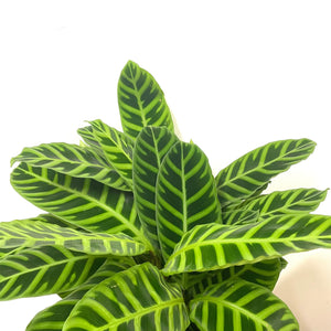 Calathea Zebrina, 14cm pot