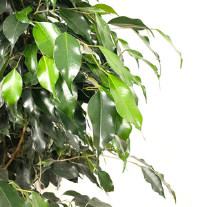 Ficus Benjamina, 27cm Pot
