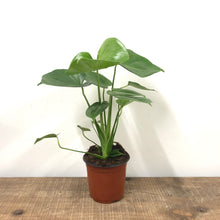 Load image into Gallery viewer, Monstera Deliciosa - Swiss Cheese Plant, 14cm Pot
