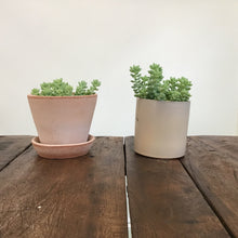 Load image into Gallery viewer, Sedum Morganianum - Burro’s Tail, 11cm Pot
