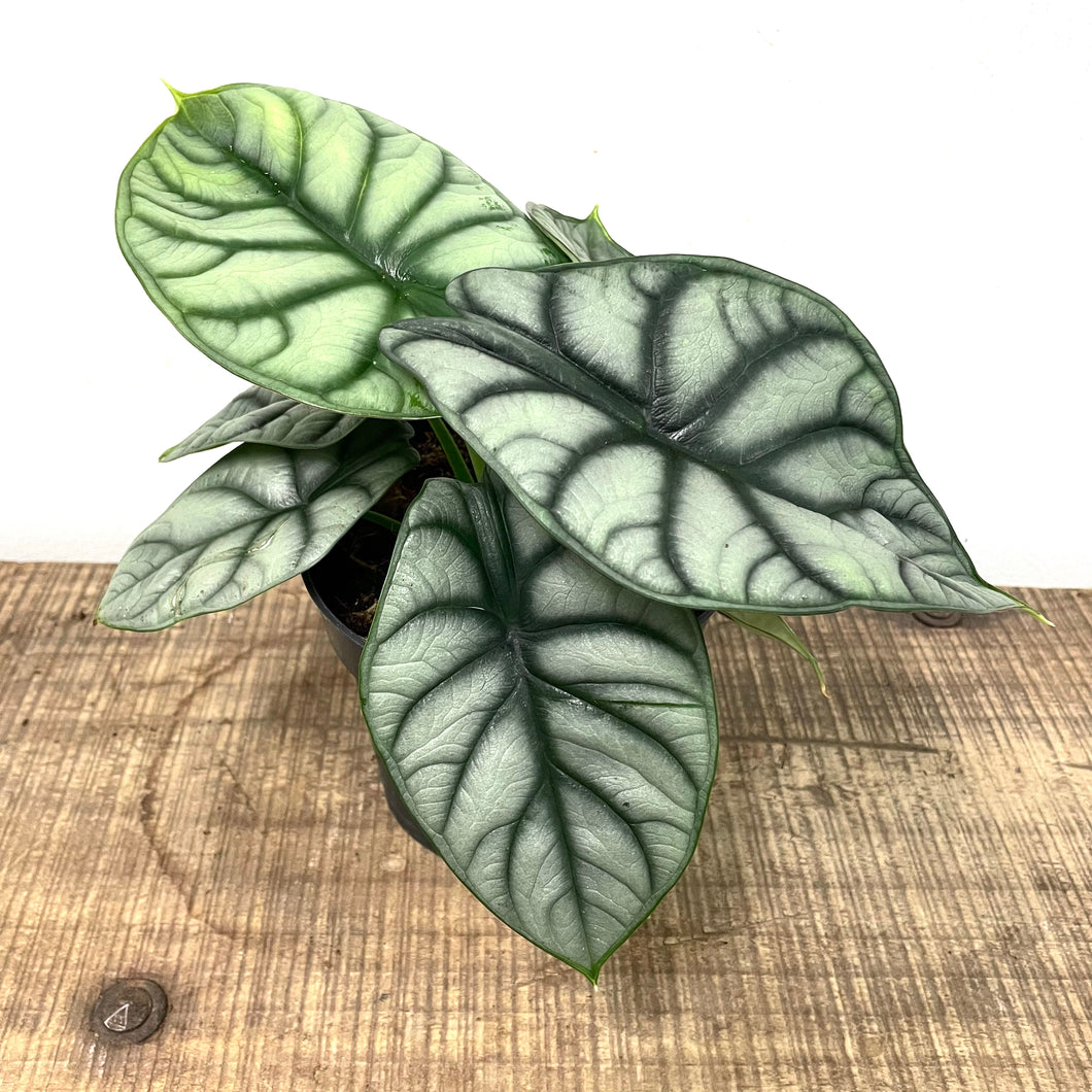 Alocasia badinga - Silver Dragon, 12cm Pot