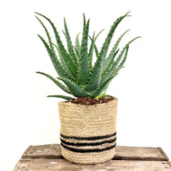 Aloe Arborescens, 12cm Pot