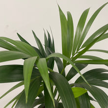 Load image into Gallery viewer, Howea Forsteriana - Kentia Palm, 17cm Pot

