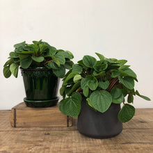 Load image into Gallery viewer, Peperomia Rana Verde, 17cm Pot
