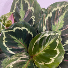 Load image into Gallery viewer, Calathea Medallion, 14cm Pot
