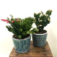 Schlumbergera - Christmas Cactus, 9cm Pot