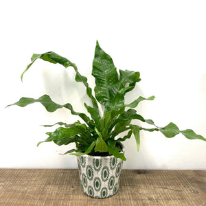 Microsorum Crocodyllus - Crocodile Fern, 12cm Pot