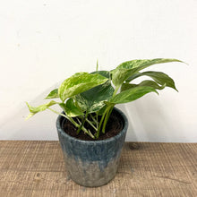 Load image into Gallery viewer, Epipremnum Marble Queen, 12cm Pot
