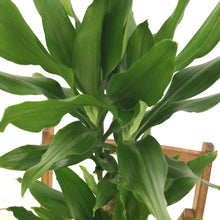 Load image into Gallery viewer, Dracaena Fragrans - Corn Plant, 17cm Pot
