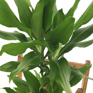 Dracaena Fragrans - Corn Plant, 17cm Pot