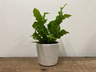 Asplenium Crispy Wave - Bird's Nest Fern, 12cm Pot