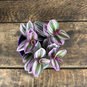 Tradescantia Nanouk, 7cm Pot