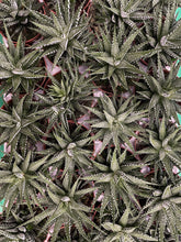 Load image into Gallery viewer, Haworthia - Zebra Plant, 8cm Pot
