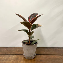 Load image into Gallery viewer, Ficus Belize - Variegated Rubber Plant, 12cm Pot
