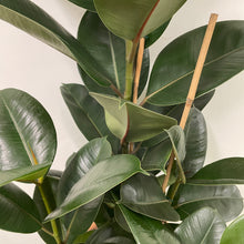 Load image into Gallery viewer, Ficus Robusta - Rubber Plant, 27cm Pot
