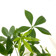 Load image into Gallery viewer, Pachira Aquatica, 12cm pot
