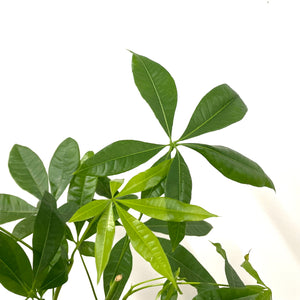 Pachira Aquatica, 12cm pot
