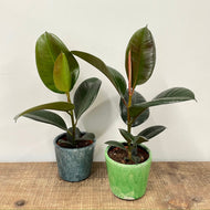 Ficus Robusta - Rubber Plant, 12cm Pot