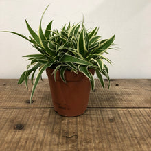 Load image into Gallery viewer, Chlorophytum ocean - Spider Plant, 10.5cm pot
