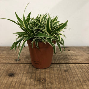 Chlorophytum ocean - Spider Plant, 10.5cm pot