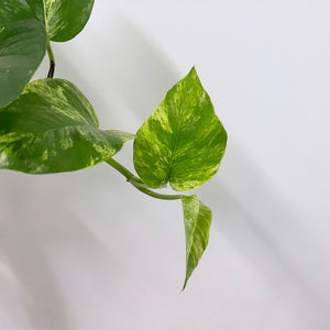 Epipremnum Marble Queen, 15cm Hanging Pot