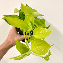Load image into Gallery viewer, Epipremnum Aureum - Neon, 12cm Pot
