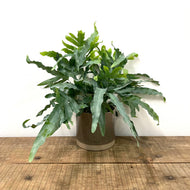 Phlebodium aureum - Blue Star Fern, 17cm Pot