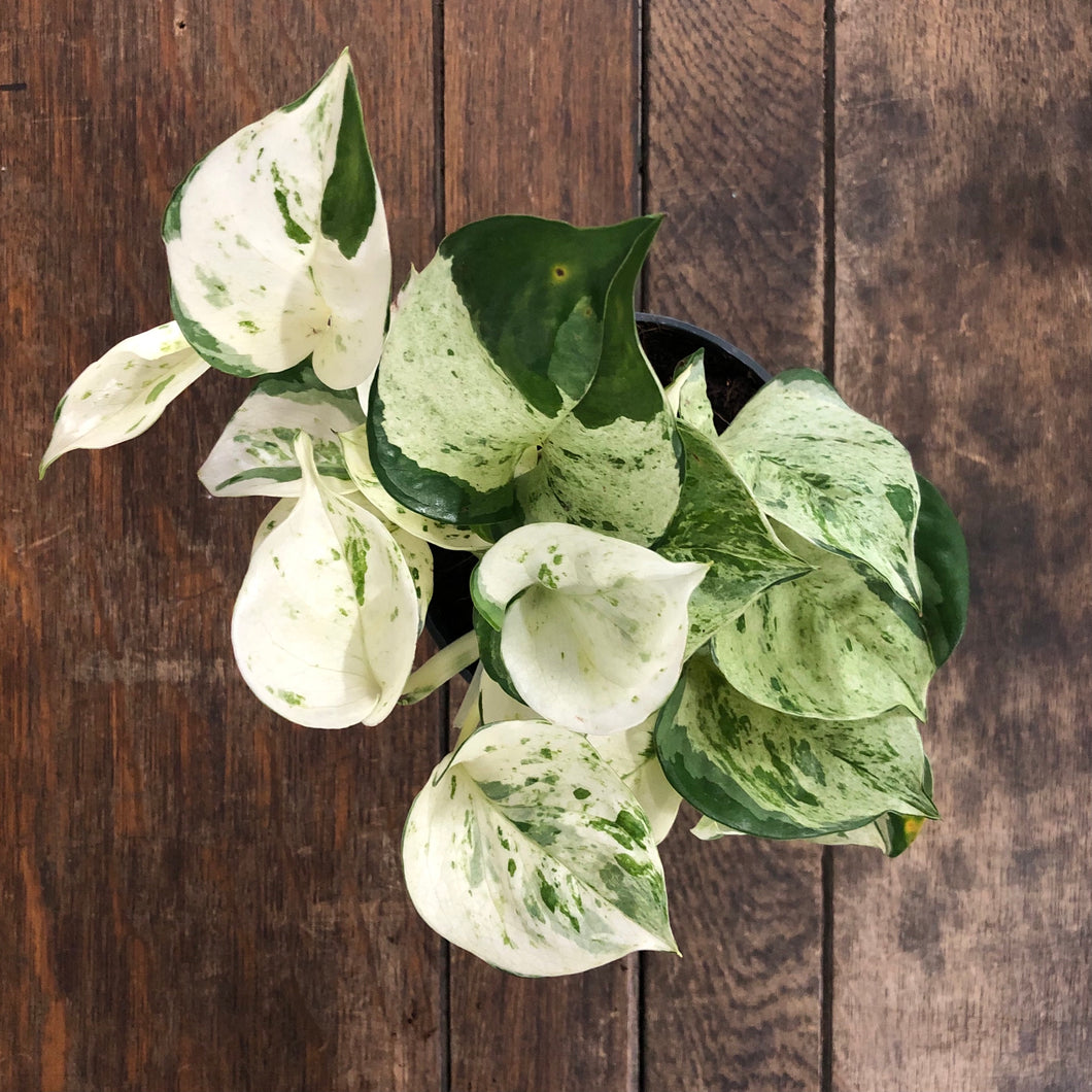 Epipremnum ‘Happy Leaf’ - Manjoula Pothos, 12cm Pot