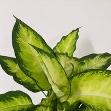Load image into Gallery viewer, Dieffenbachia Mars, 17cm Pot
